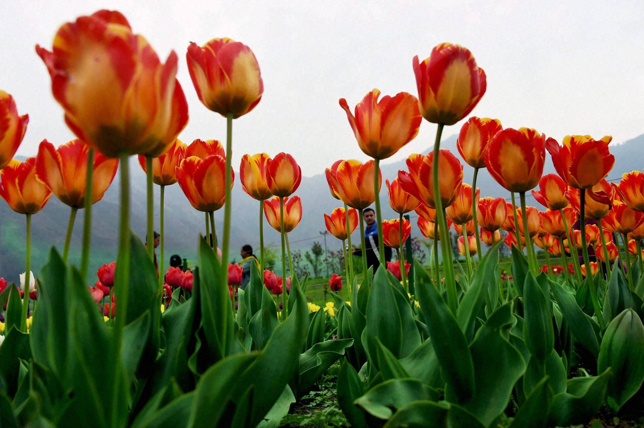 Tourists are charmed tulip flower