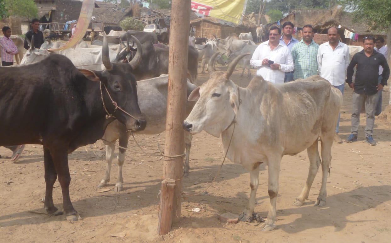  Police caught Guvanshiy animal Bhudwara