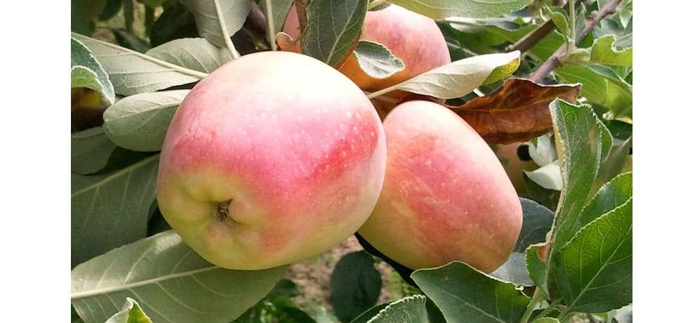 apple production fifty percent down 