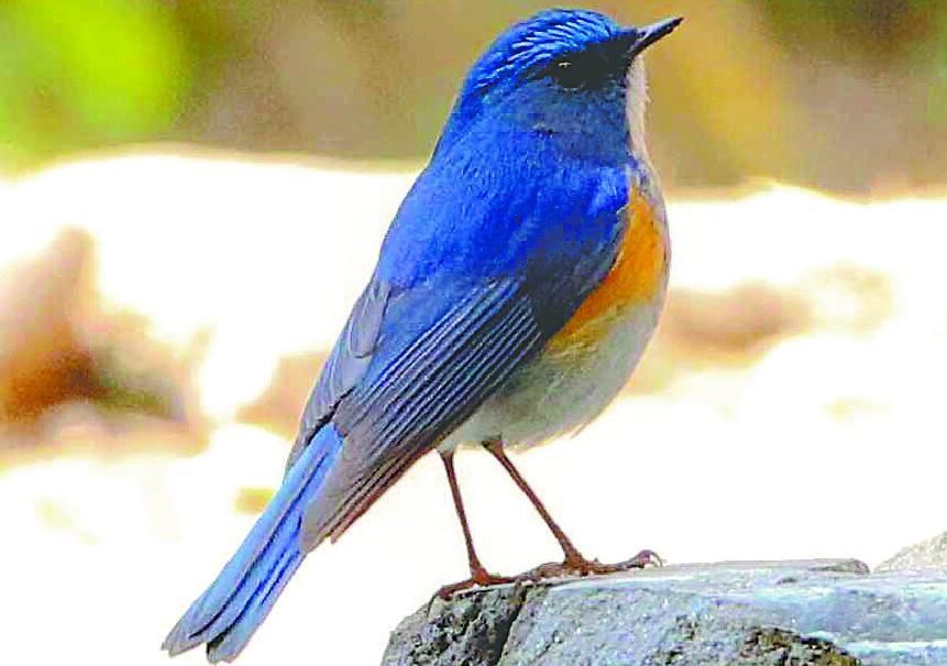 The children watched Himalayan Blue Trail, Pink Brved