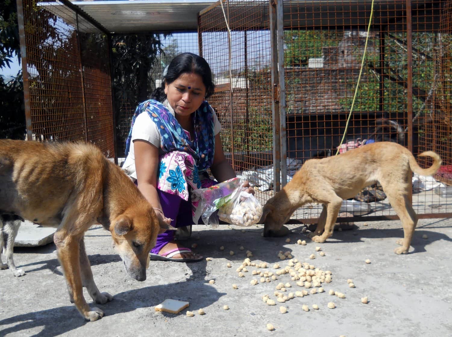 Cancer patient anita serves street animals