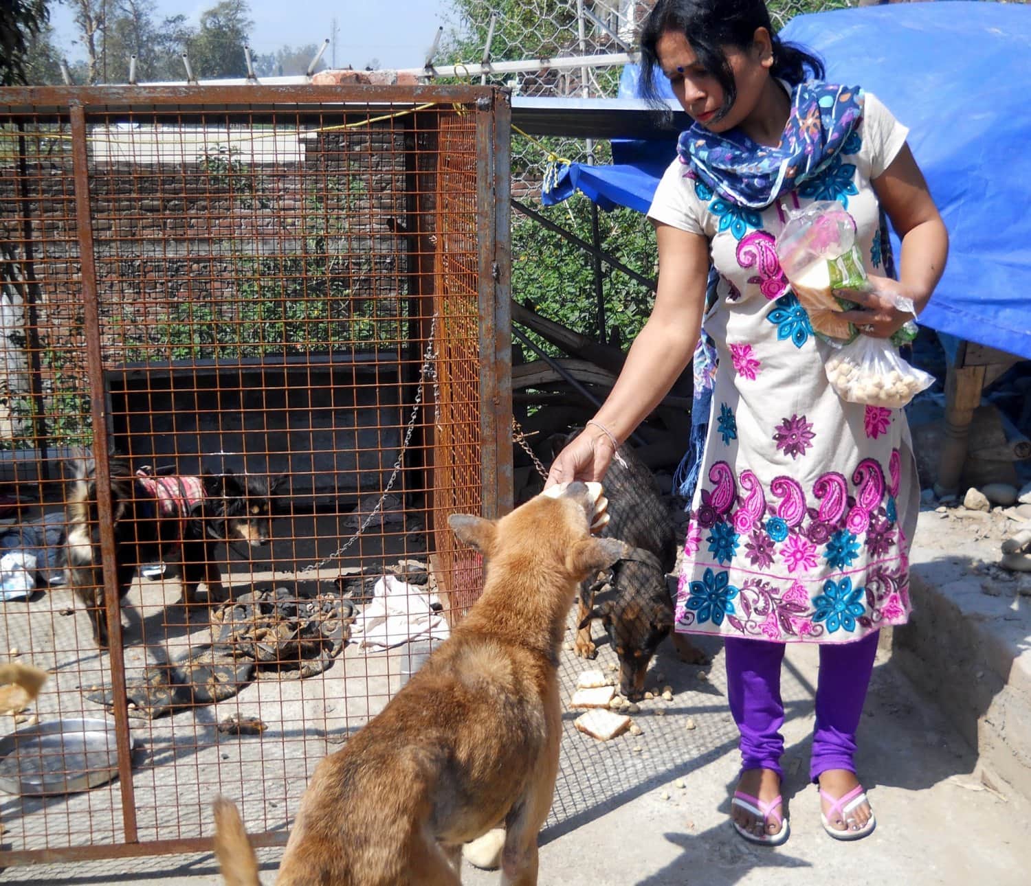 Cancer patient anita serves street animals
