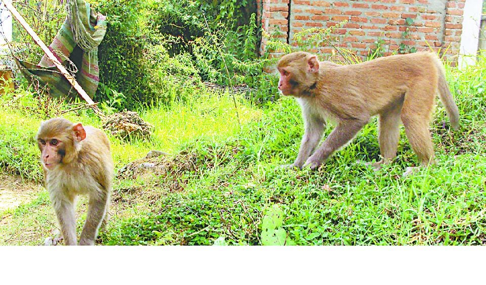 monkey attacked in people uttarakhand hilly area