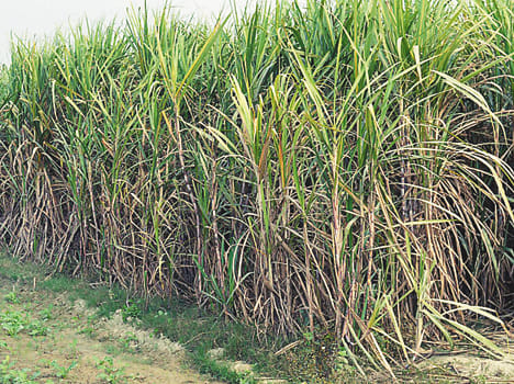 Prime Minister crop insurance scheme has not guide line