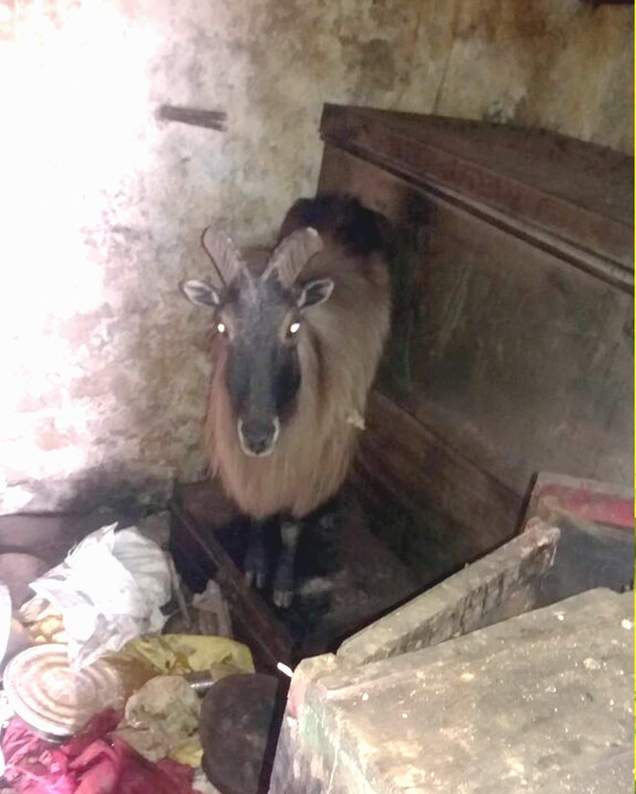 Brd tourists rescued deer caught in the kitchen