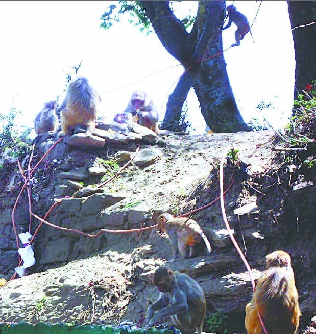  monkey terror