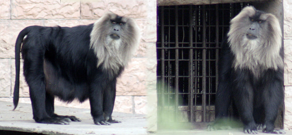 fight between two monkey of rare species in delhi zoo one died
