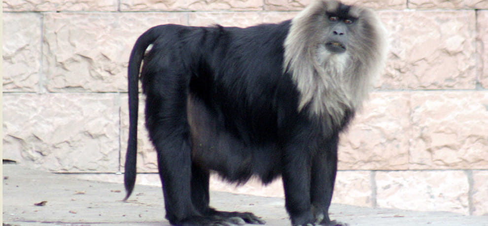 fight between two monkey of rare species in delhi zoo one died