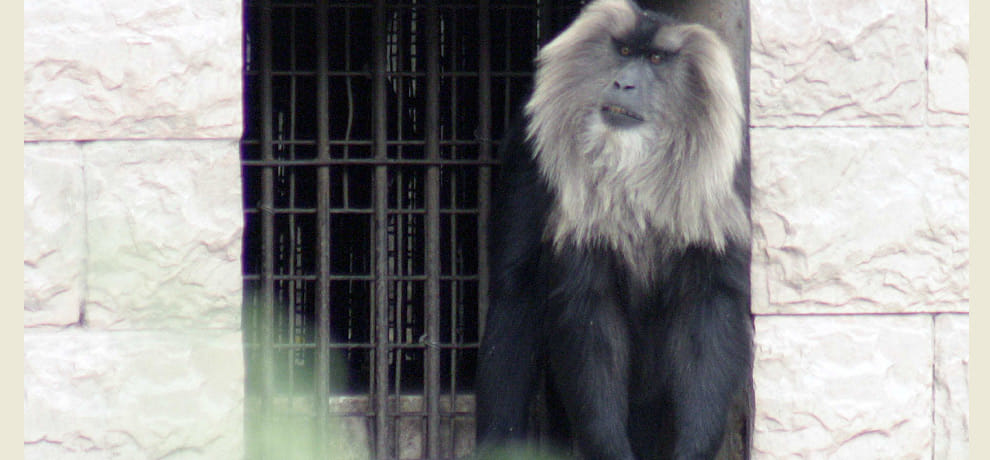 fight between two monkey of rare species in delhi zoo one died