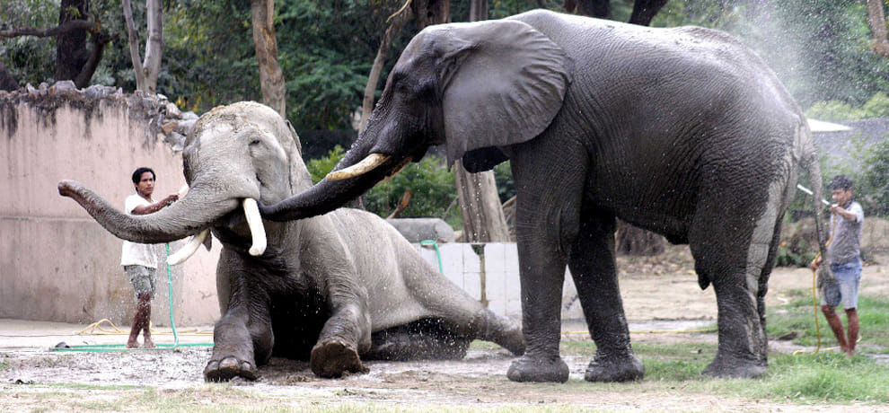 fight between two monkey of rare species in delhi zoo one died