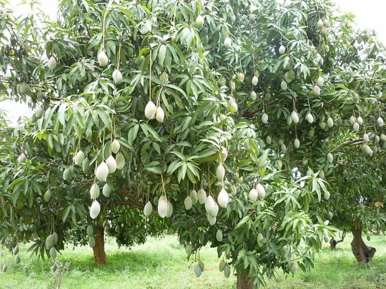 decision of municipal corporation, now people rights on Fruit trees