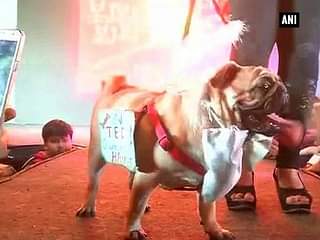'Pug Parade' gets thumbs up from Pug owners