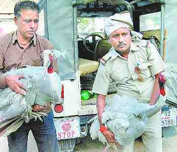 two cranes recovered from the house of hunter 