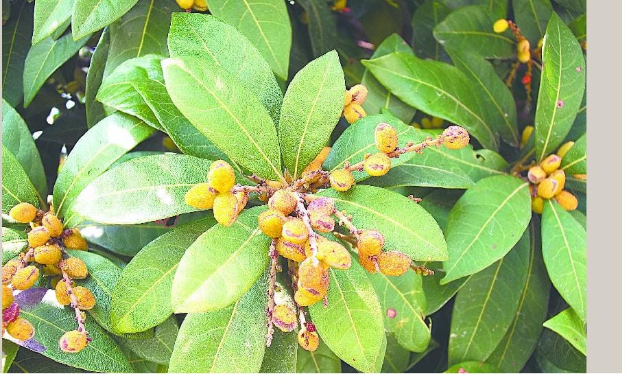 This time the juicy Myrica esculenta Trsenge people