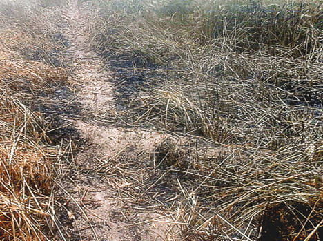 HT line broken, burnt wheat crop