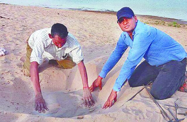 chambal crocodail