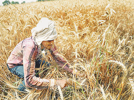 A grain of wheat farmers disappointed