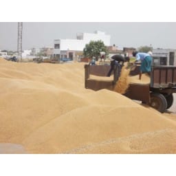 hindi story, agriculture news, jhajjhar/bahadurgrah
