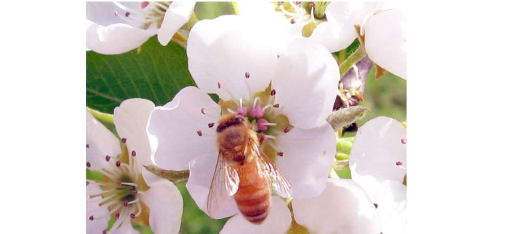 bees helping in apple production in himachal