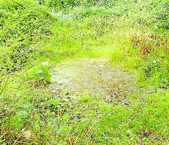 Dry throat wildlife step are moving towards populations 
