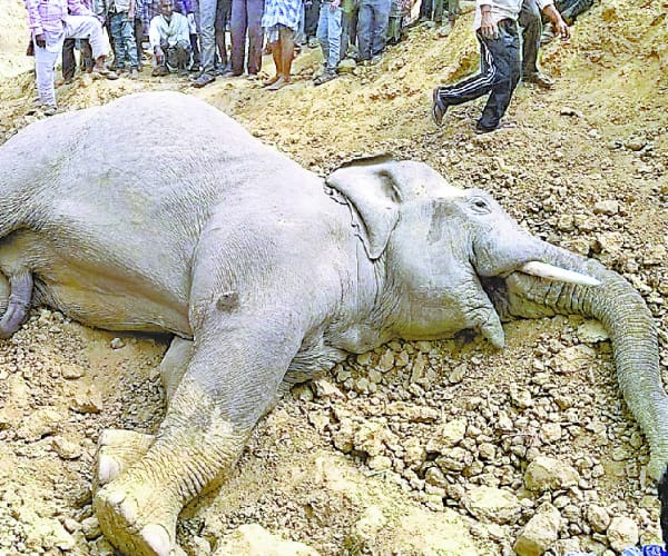  Elephant died in Balrampur.
