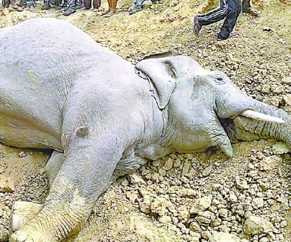  Elephant died in Balrampur.