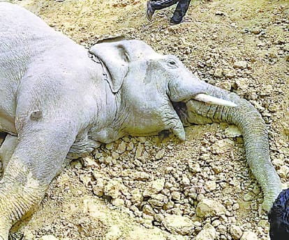  Elephant died in Balrampur.