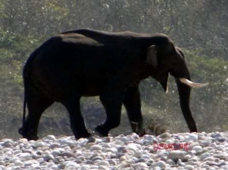 Flock of elephants kill a man in Bahraich.