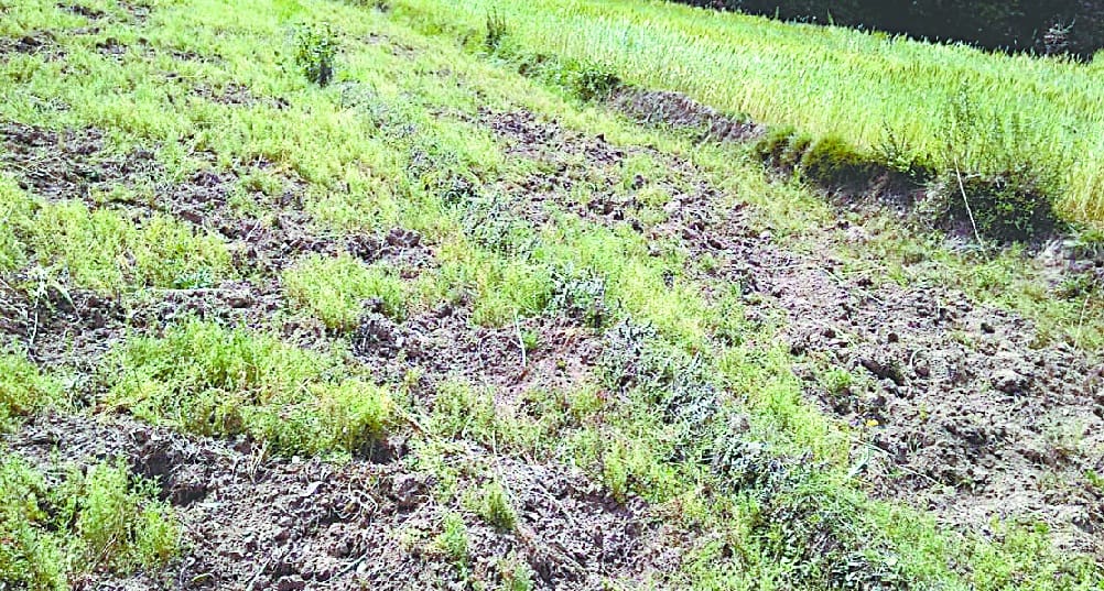 Plowing fields dried ground