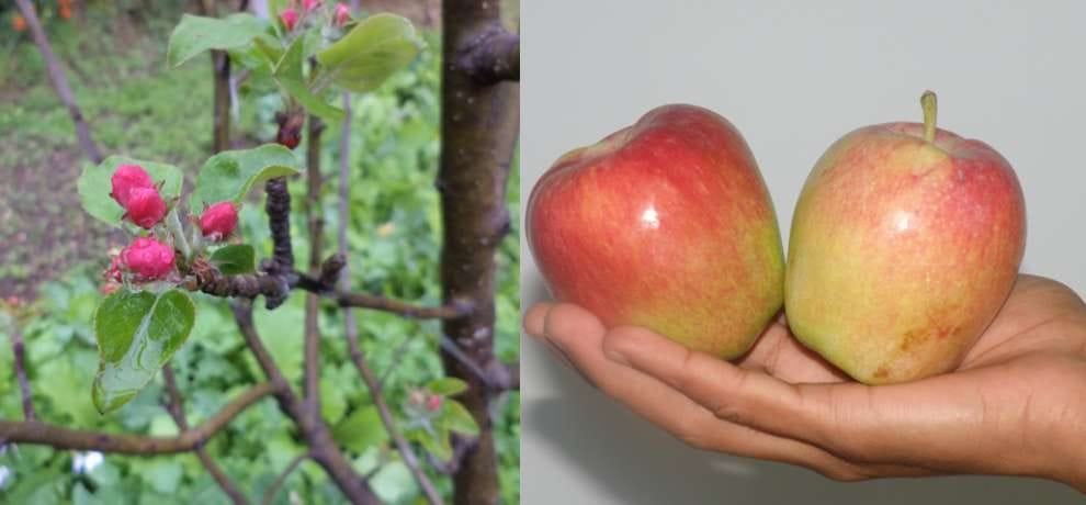 Hrmn 99 Apple variety for plains by Hariman Sharma