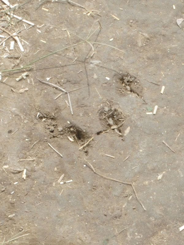 leopard attack in baldeo mathura