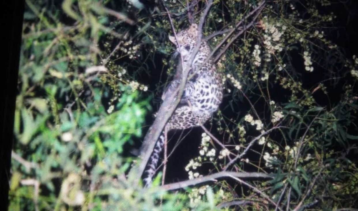 leopard on tree at yamunanagar, people in terror 
