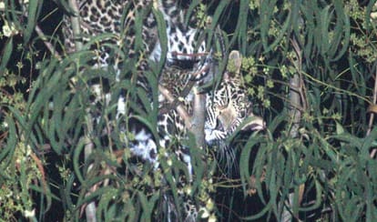 leopard take away child from house and killed.