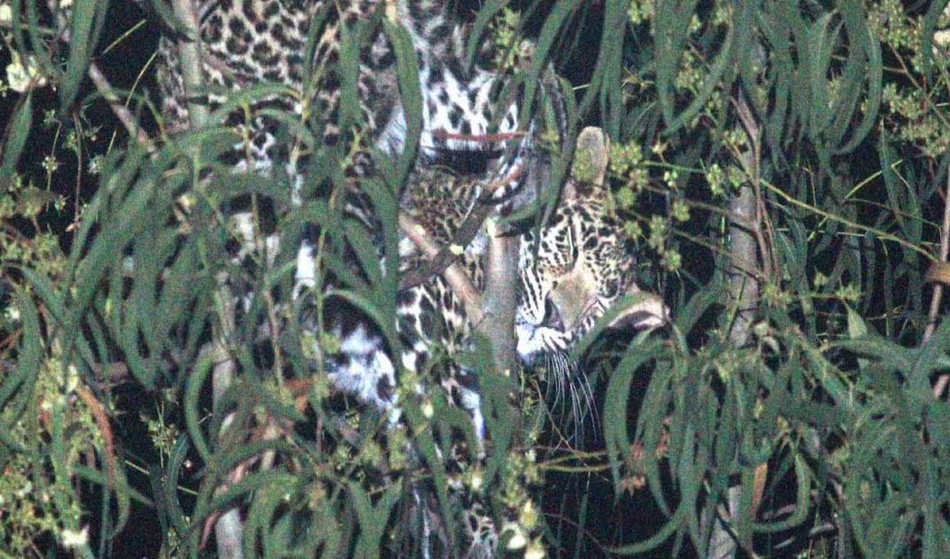 leopard on tree at yamunanagar, people in terror 