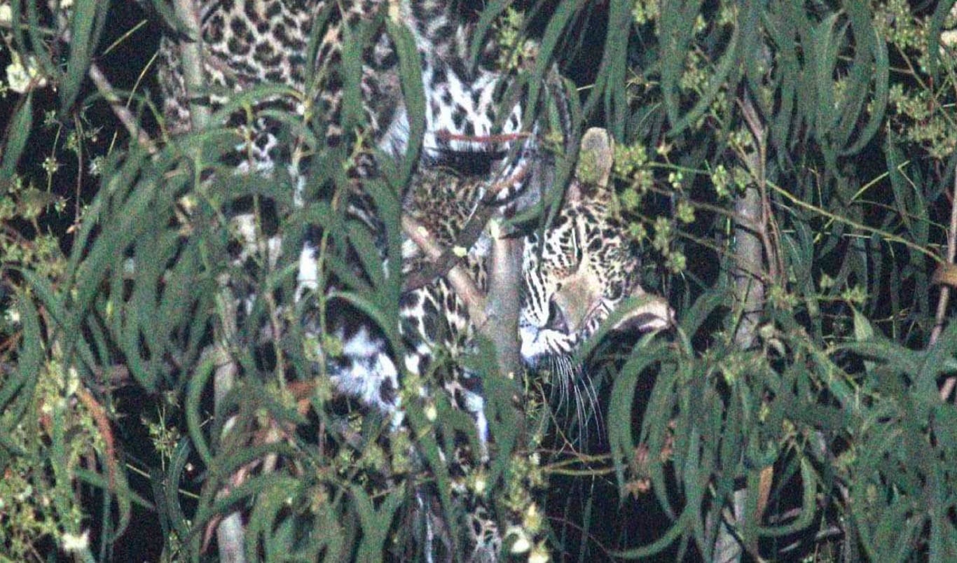 leopard on tree at yamunanagar, people in terror 