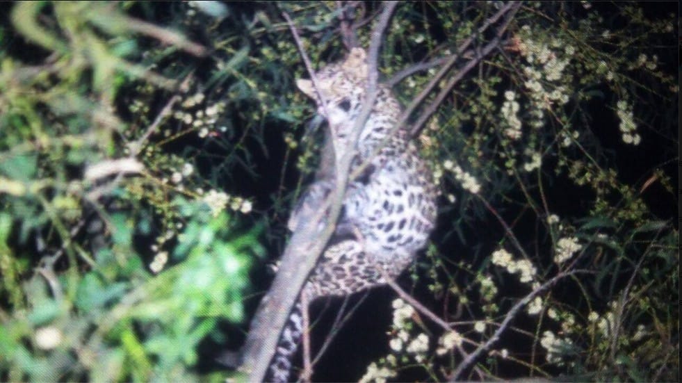 leopard terror, leopard in village, leopard terror in yamunanagar, leopard, yamunanagar, haryana