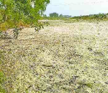 Water holes and ponds have dried