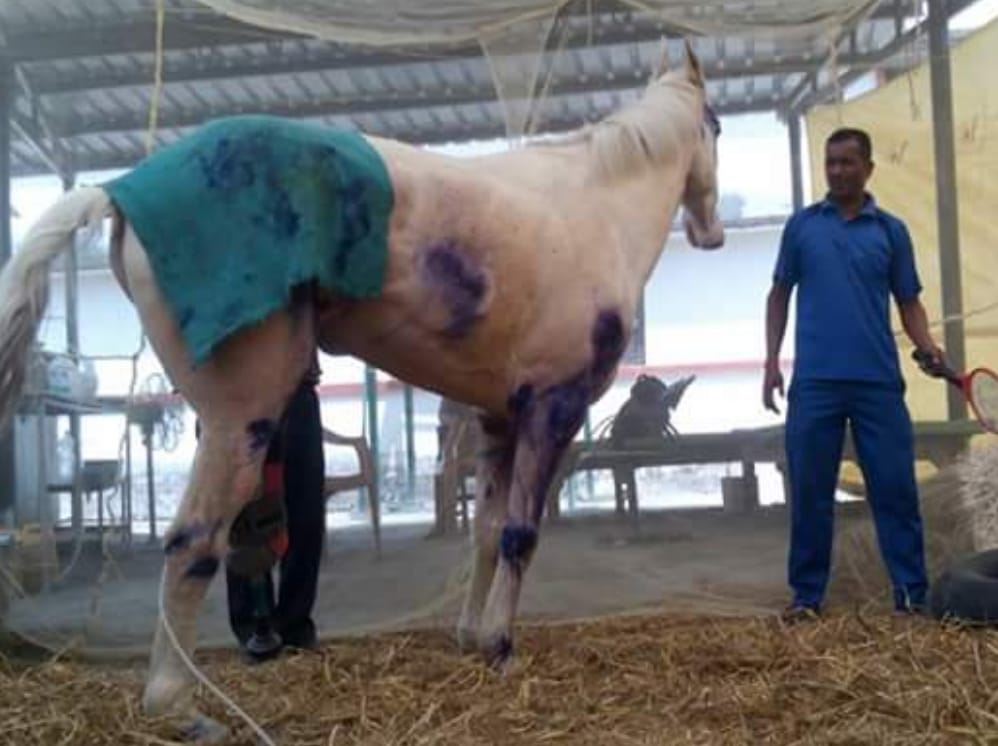 police horse shaktimaan stood up