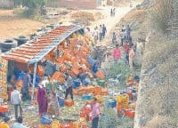 Truck fall down from over bridge filled with graps, driver died