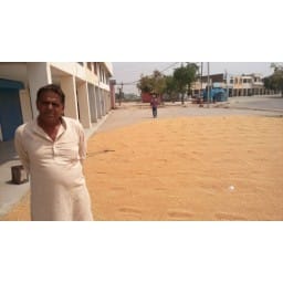 wheat in mandi, no one bought