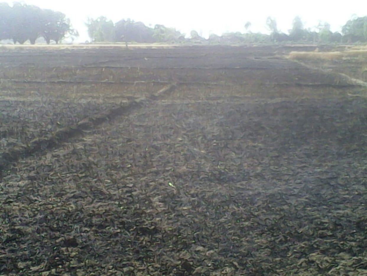 A fire burned crop