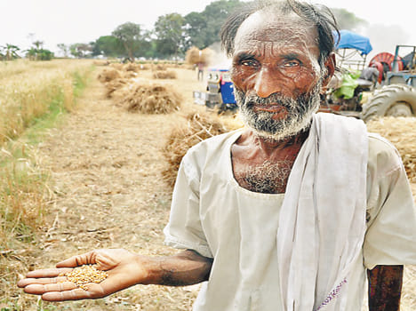 Farmers claim the 40 per cent low yield