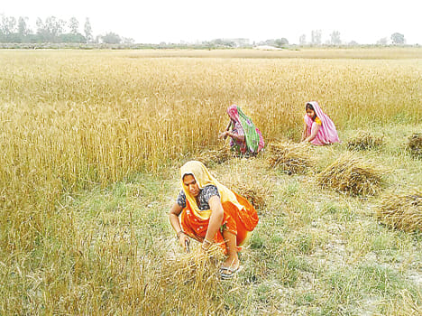 wheat farmaers are in trouble