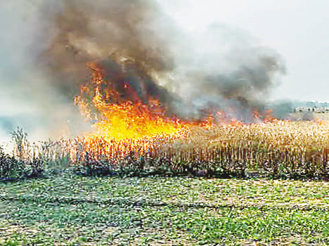 80 acres Wheat burned
