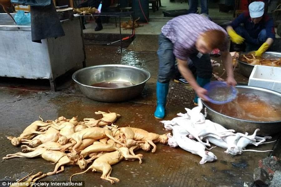 chinese festival where dogs are butchered and eaten