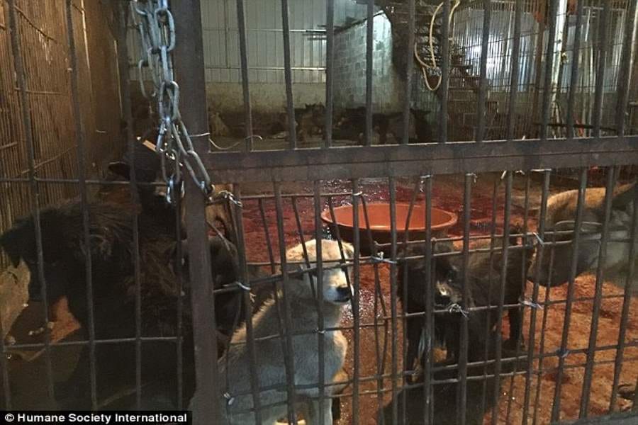 chinese festival where dogs are butchered and eaten