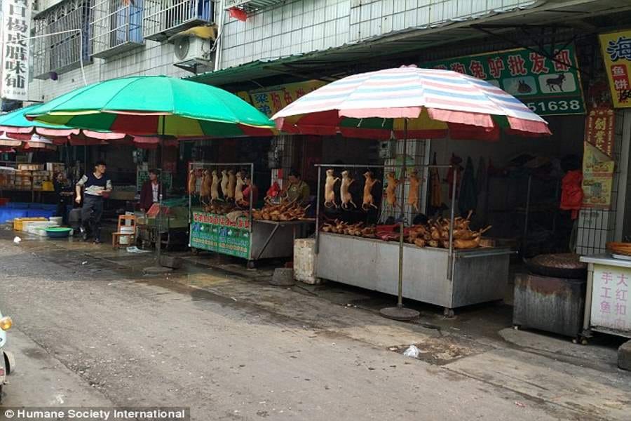 chinese festival where dogs are butchered and eaten