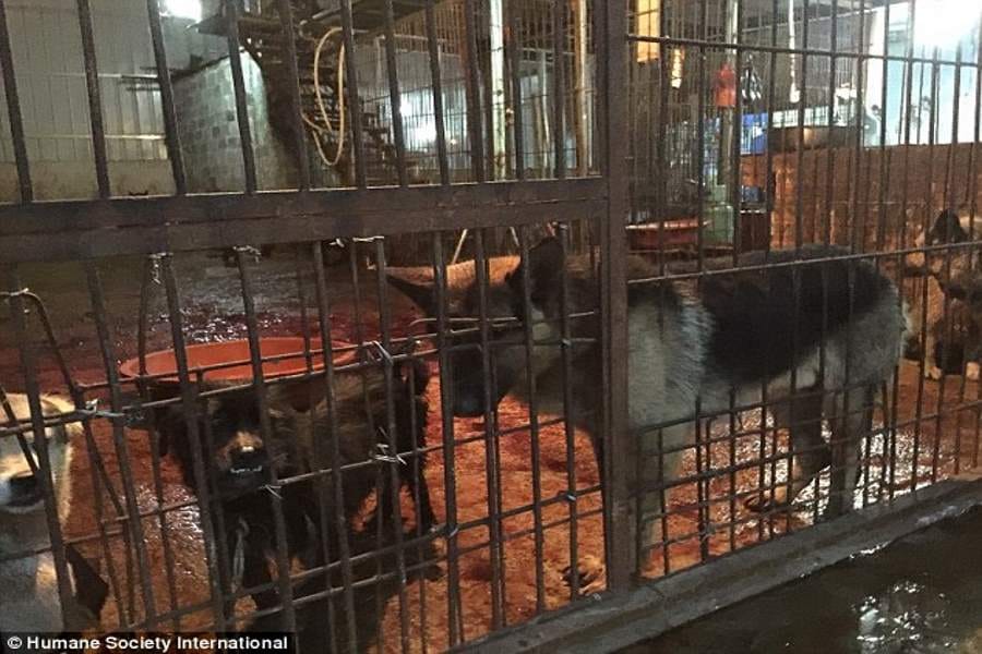 chinese festival where dogs are butchered and eaten