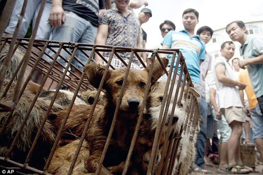 chinese festival where dogs are butchered and eaten