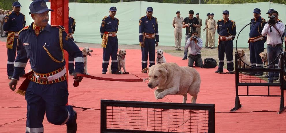  30 Labrador joined Dog Squad of delhi police